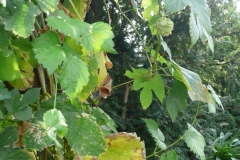 p1010732